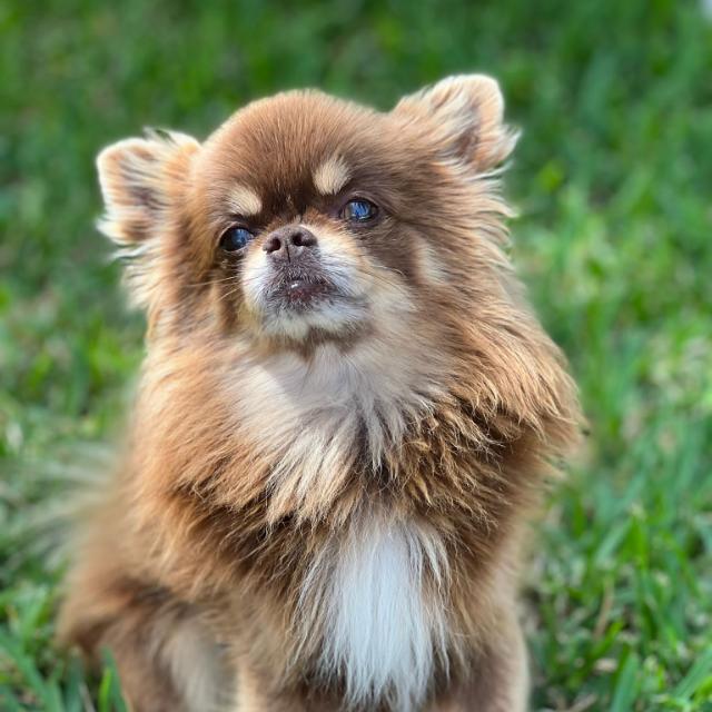 Carlos der 1,5 kg "Wachhund" Brauner Chihuahua mit weichem Fell auf grünem Gras.
